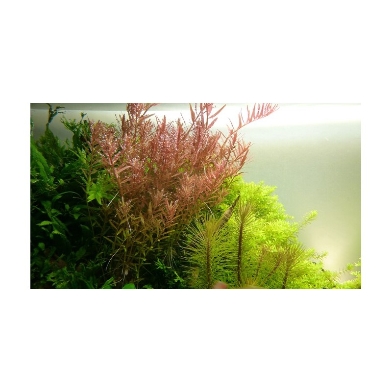 Rotala rotundifolia v blistru