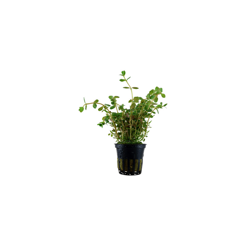 Rotala rotundifolia v blistru
