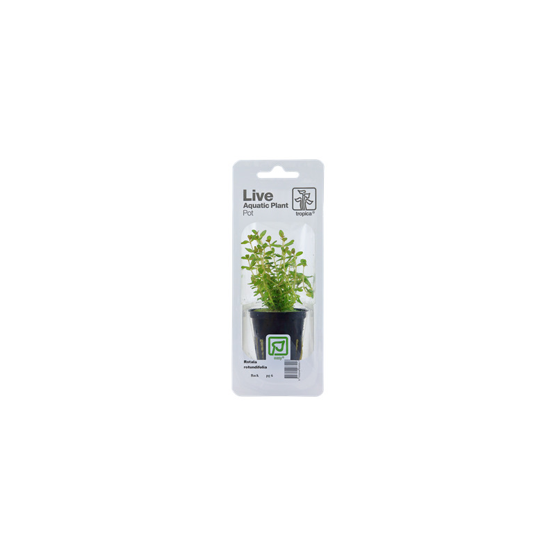 Rotala rotundifolia v blistru