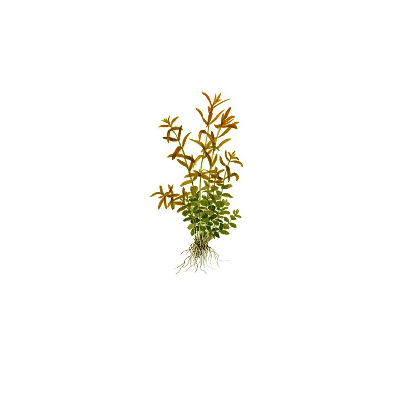 Rotala rotundifolia v blistru