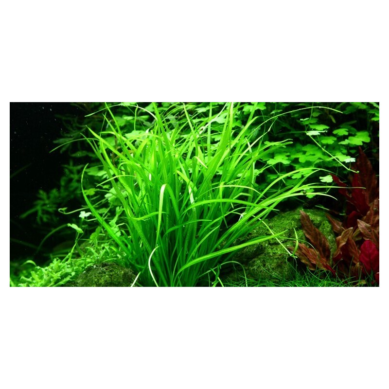 Tropica Helanthium tenellum 'Green' 1-2 Grow!