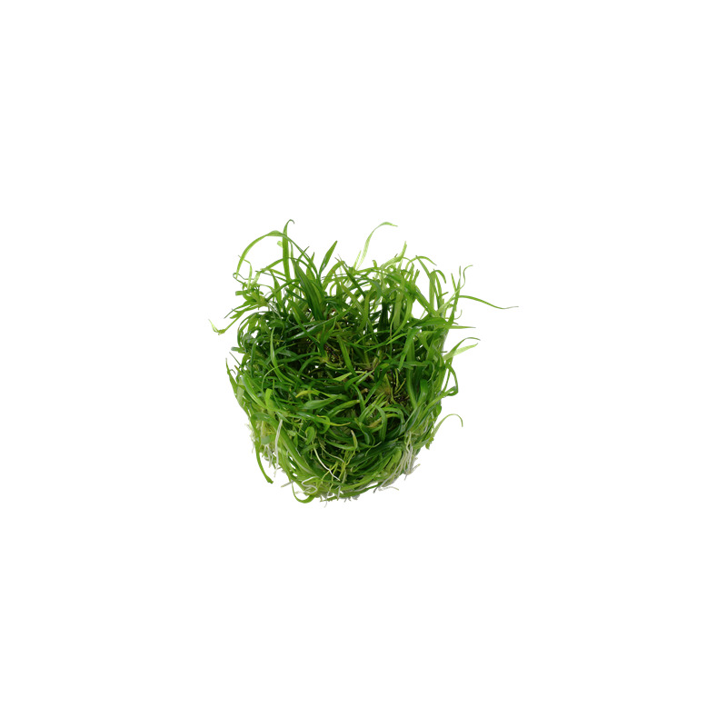 Tropica Helanthium tenellum 'Green' 1-2 Grow!