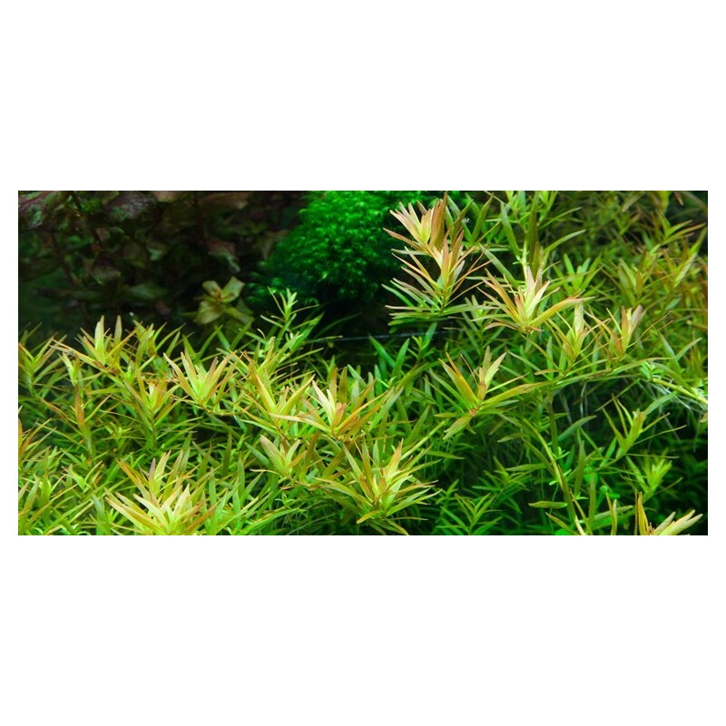 Tropica Rotala rotundifolia 'H'ra' 1-2 Grow!