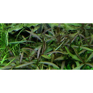 Tropica Hygrophila 'Araguaia' 1-2 Grow!