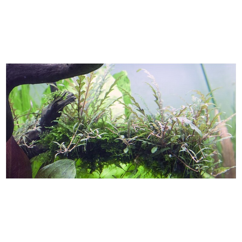 Tropica Hygrophila pinnatifida 1-2 Grow!