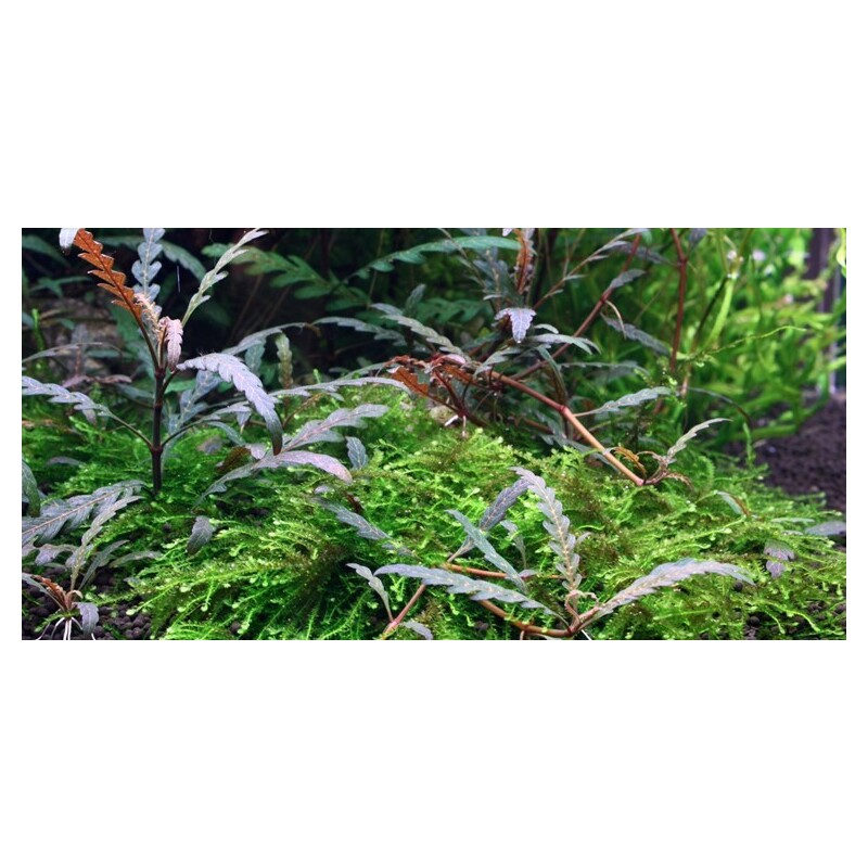 Tropica Hygrophila pinnatifida 1-2 Grow!