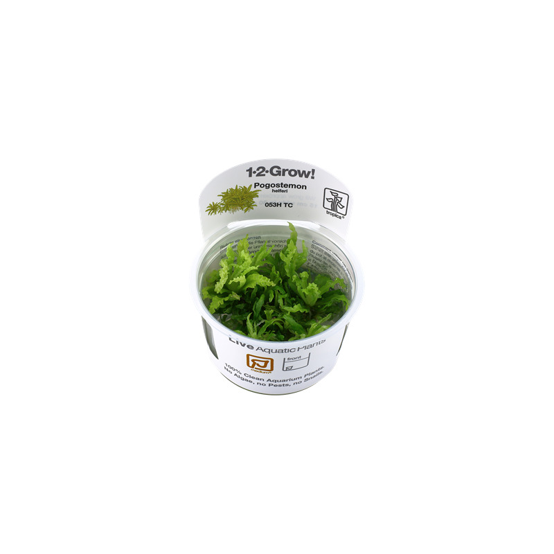 Tropica Pogostemon helferi 1-2 Grow!