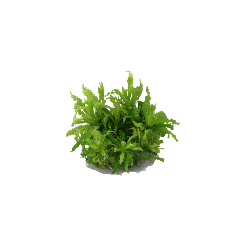 Tropica Pogostemon helferi 1-2 Grow!