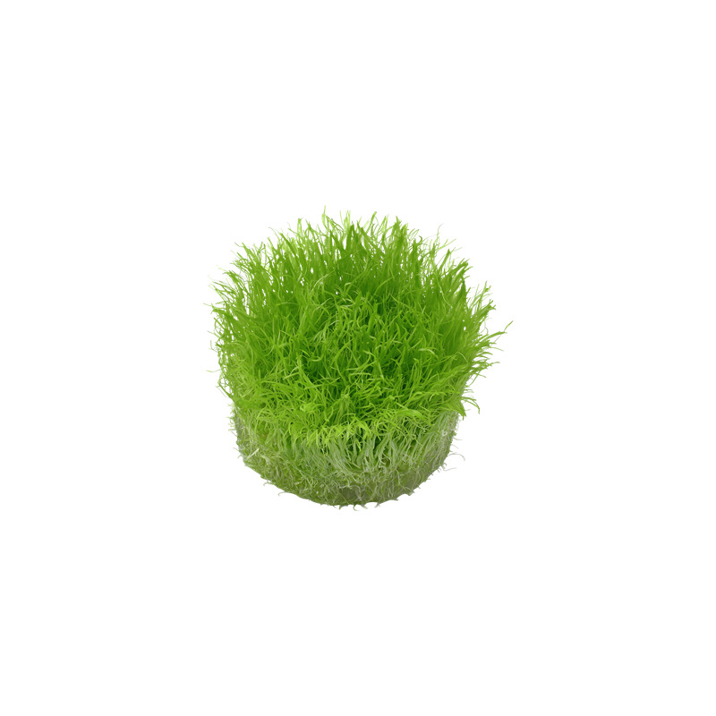 Tropica Utricularia graminifolia 1-2 Grow!