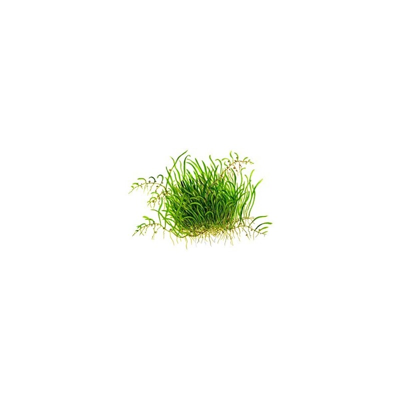 Tropica Utricularia graminifolia 1-2 Grow!