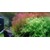 Tropica Rotala wallichii 1-2 Grow!