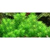 Tropica Pogostemon deccanensis 1-2 Grow!