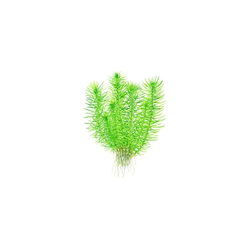 Tropica Pogostemon deccanensis 1-2 Grow!