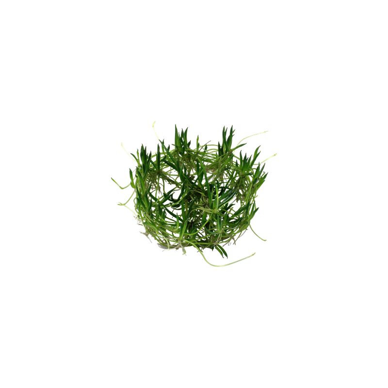 Tropica Littorella uniflora 1-2 Grow!