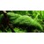 Tropica Riccia fluitans 1-2 Grow!