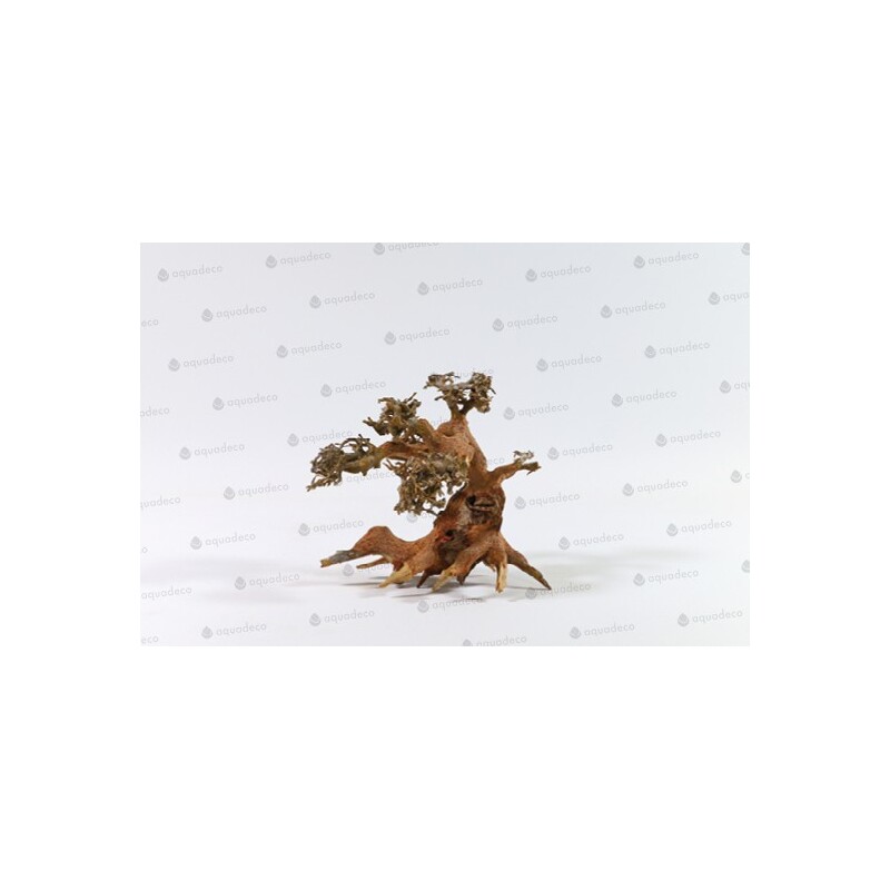 Aqua bonsai S