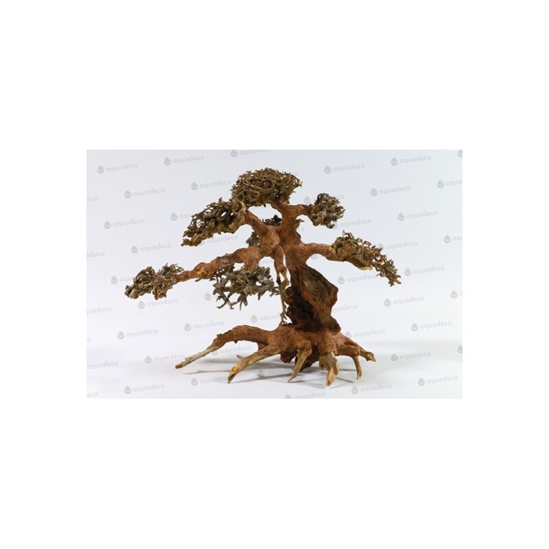 Aqua bonsai M