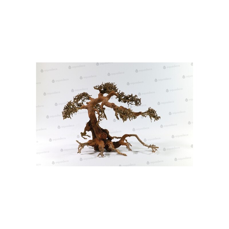 Aqua bonsai L