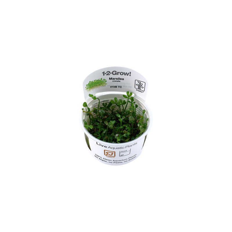 Tropica Marsilea minuta 1-2 Grow!
