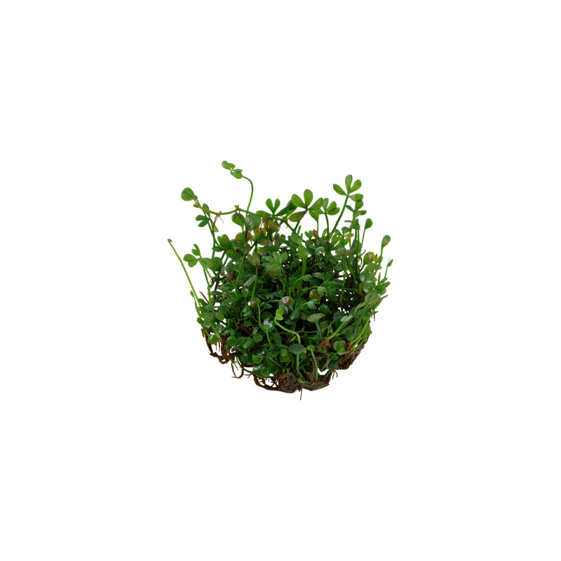 Tropica Marsilea minuta 1-2 Grow!