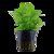 Staurogyne repens v blistru
