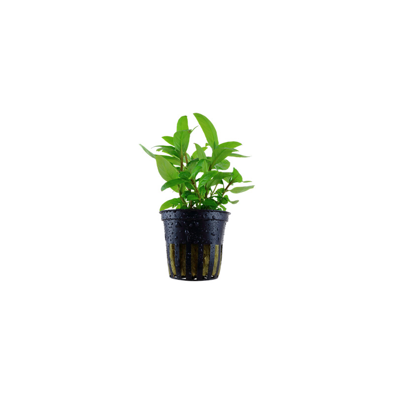 Staurogyne repens v blistru