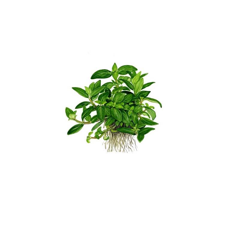 Staurogyne repens v blistru