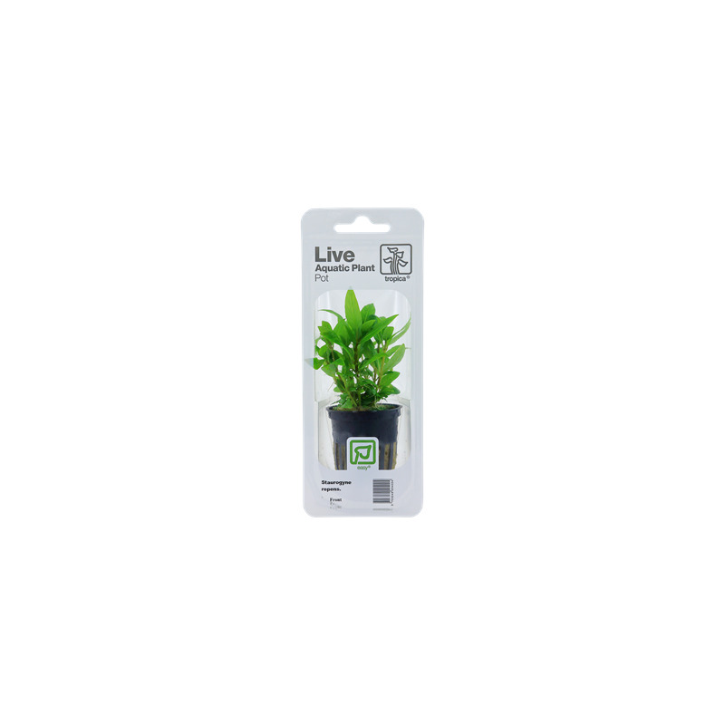 Staurogyne repens v blistru
