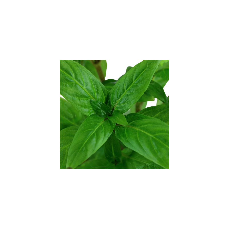 Staurogyne repens v blistru