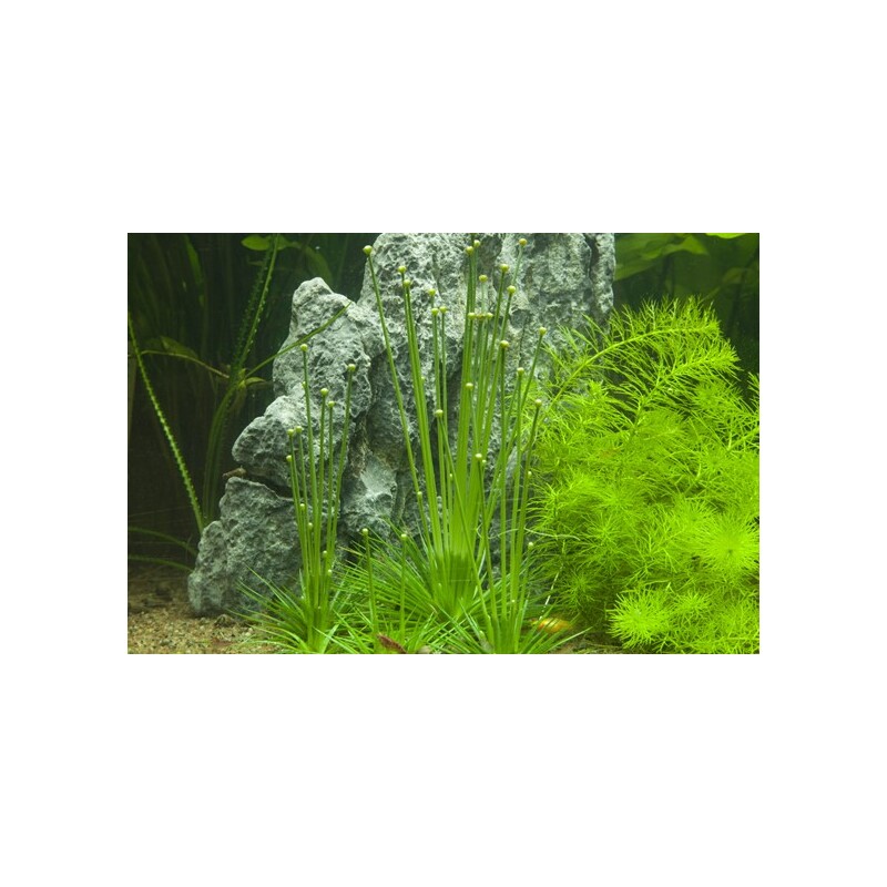 Tropica Eriocaulon cinereum 1-2 Grow!