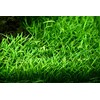 Tropica Lilaeopsis brasiliensis 1-2 Grow!