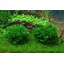 Tropica Monosolenium tenerum 1-2 Grow!