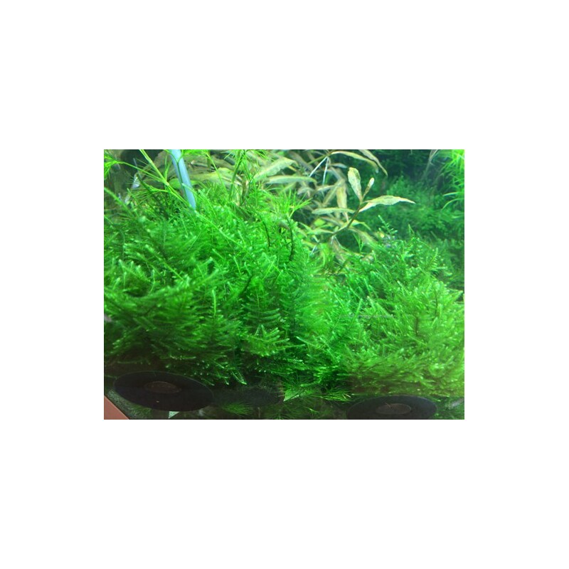 Tropica Taxiphyllum 'Taiwan moss' 1-2 Grow!
