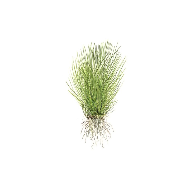 Tropica Eleocharis acicularis 1-2 Grow!