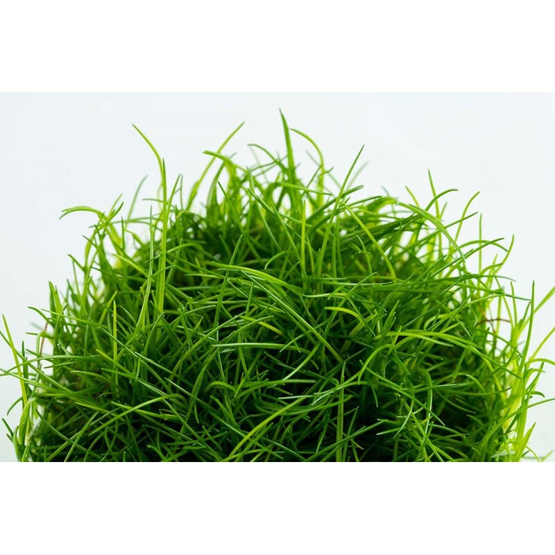 Tropica Eleocharis acicularis 1-2 Grow!