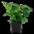 Anubias barteri var. caladiifolia XL