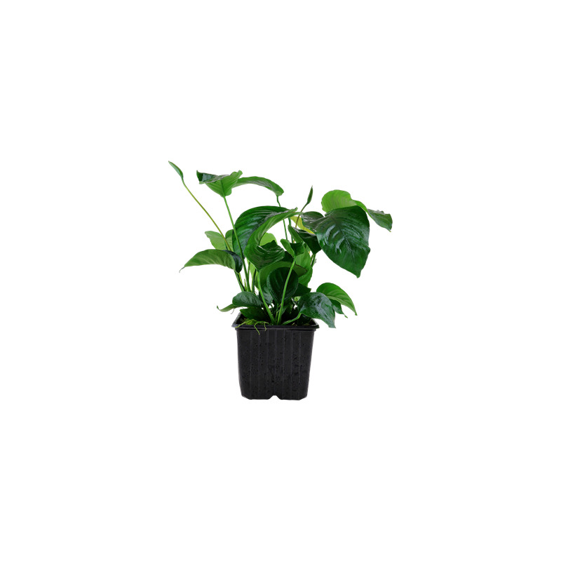 Anubias barteri var. caladiifolia XL
