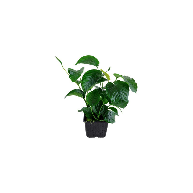 Anubias barteri var. caladiifolia XL