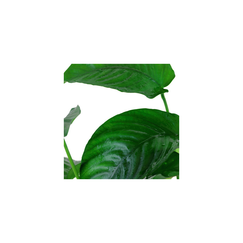 Anubias barteri var. caladiifolia XL