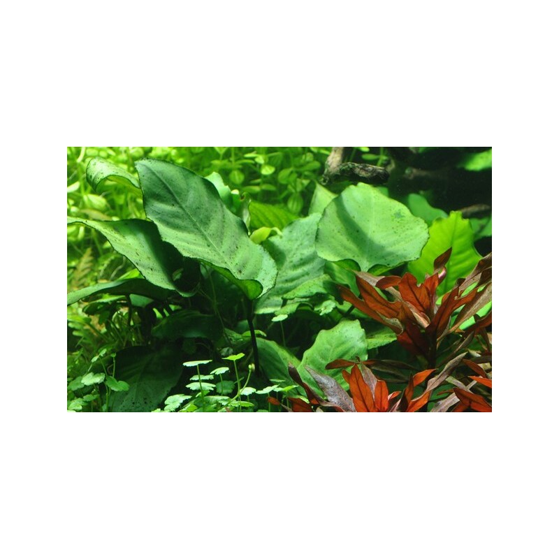 Anubias barteri var. caladiifolia XL