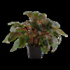 Cryptocoryne wendtii 'Tropica' XL