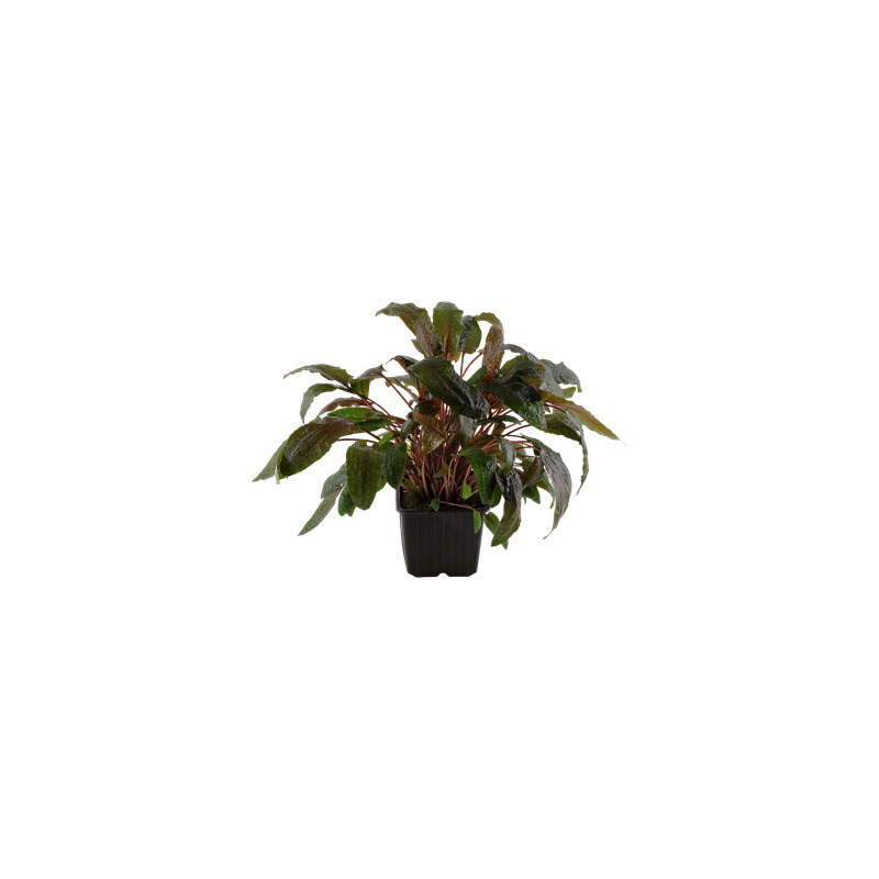 Cryptocoryne wendtii 'Tropica' XL
