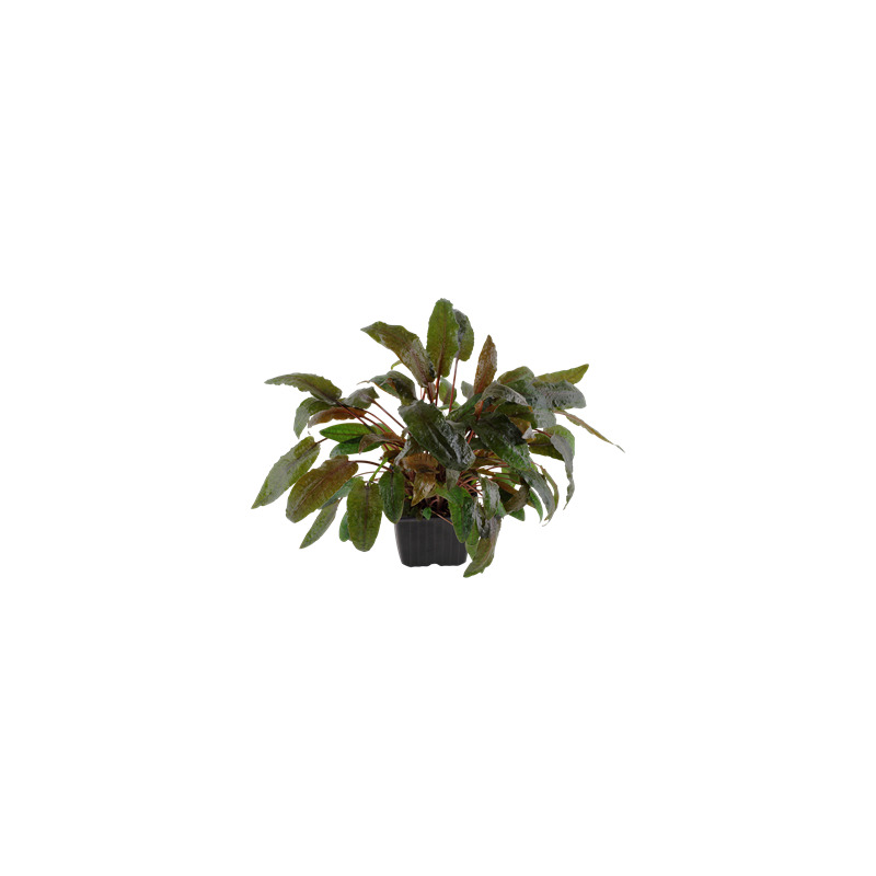 Cryptocoryne wendtii 'Tropica' XL