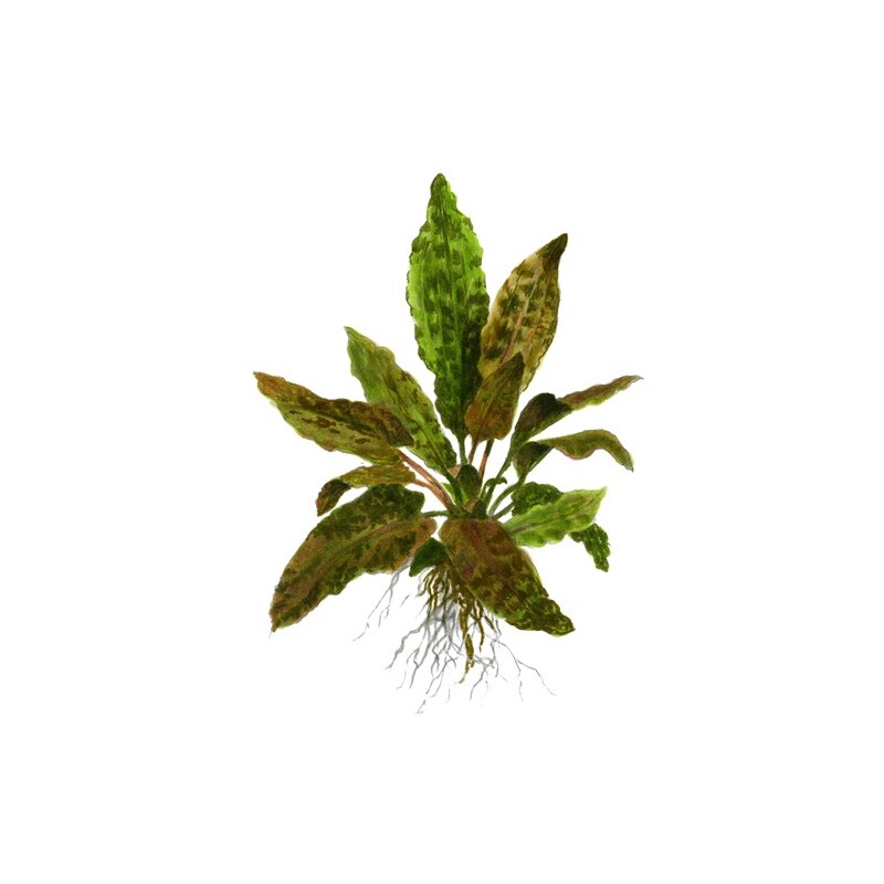 Cryptocoryne wendtii 'Tropica' XL