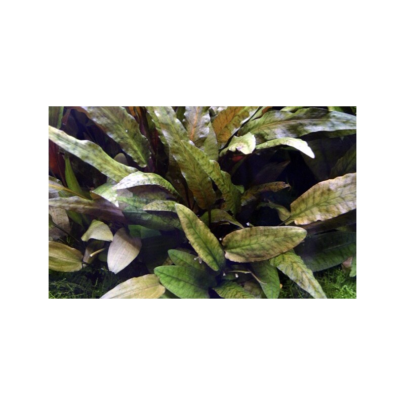 Cryptocoryne wendtii 'Tropica' XL
