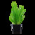 Microsorum pteropus XL