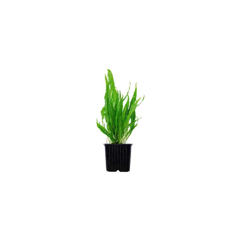 Microsorum pteropus XL