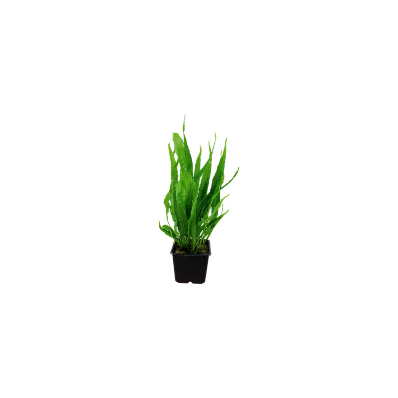 Microsorum pteropus XL
