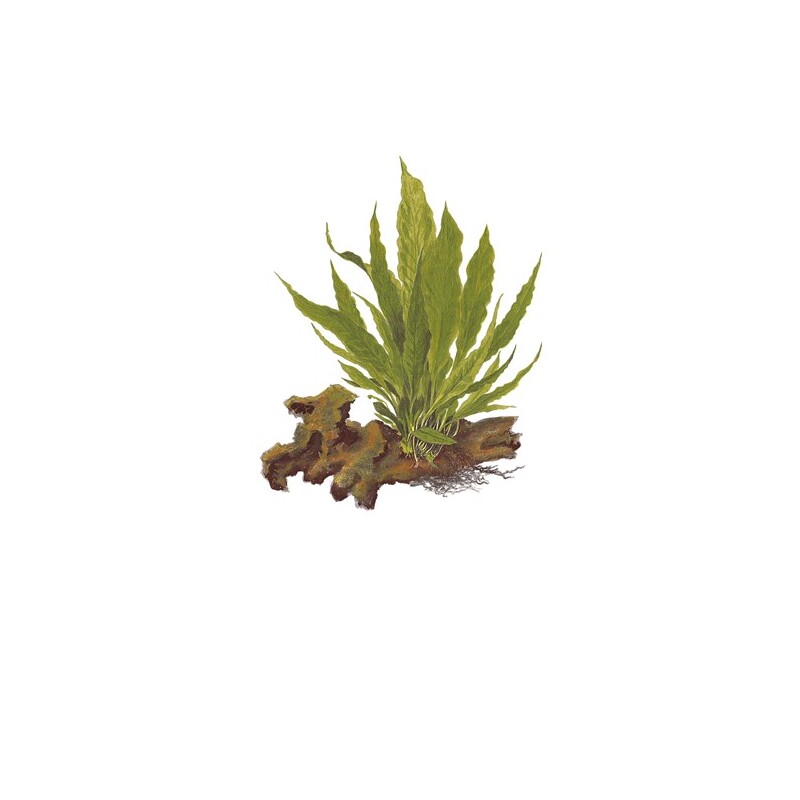Microsorum pteropus XL
