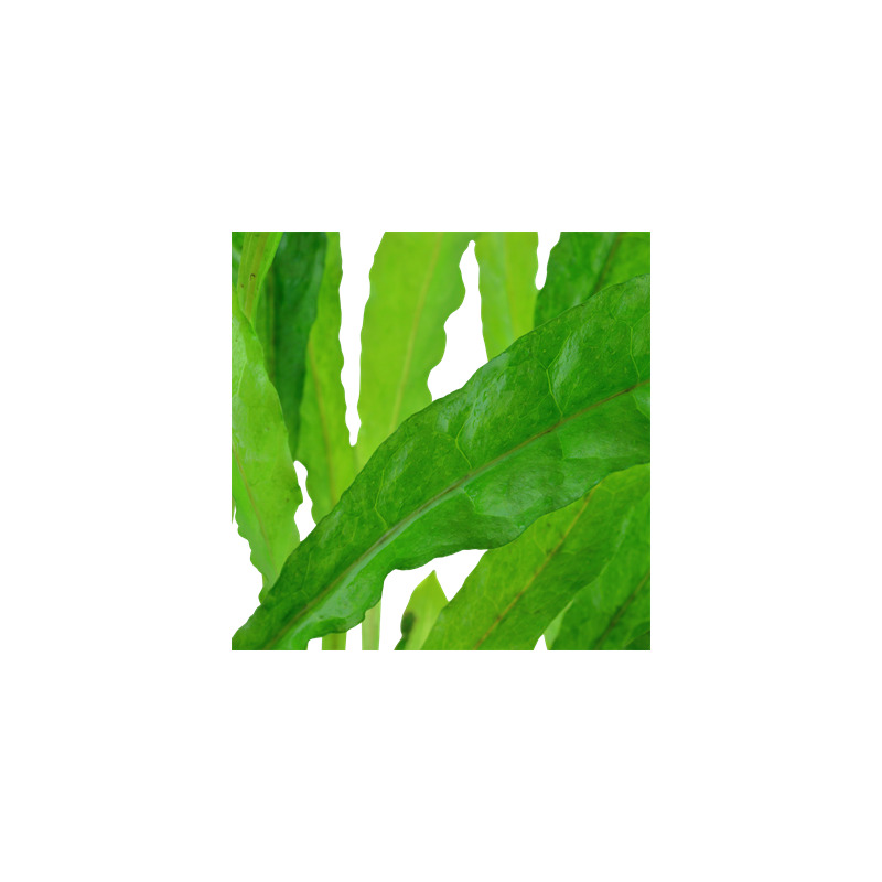 Microsorum pteropus XL